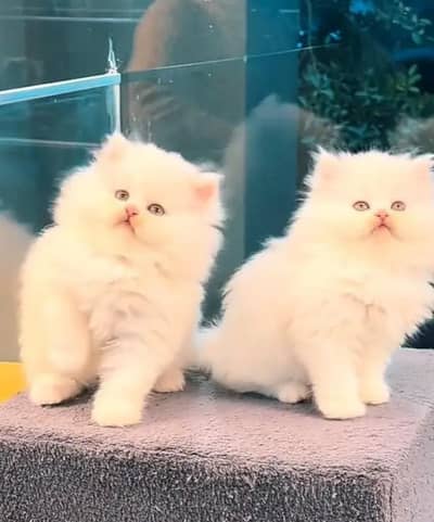 Persian kittens whatp///0322 ///0396547///