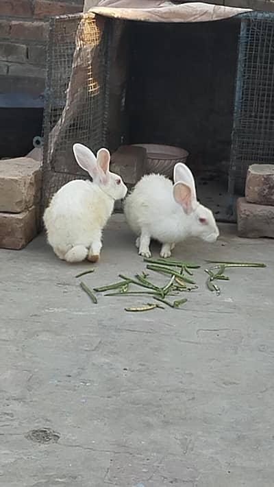 Male or female Rabbits are Urgent Sale