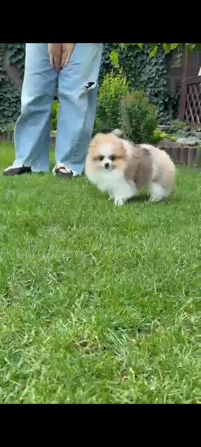 Pomeranian
