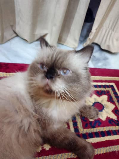 himalayan  cat