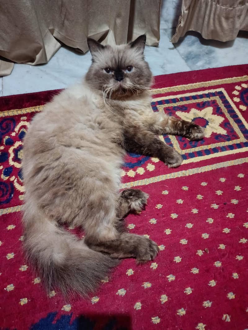 himalayan  cat 1