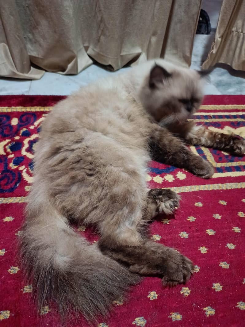 himalayan  cat 2