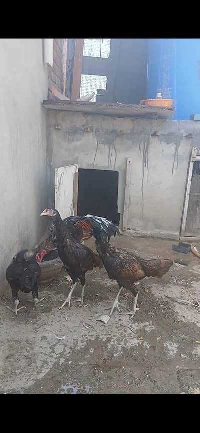 white hens for sale