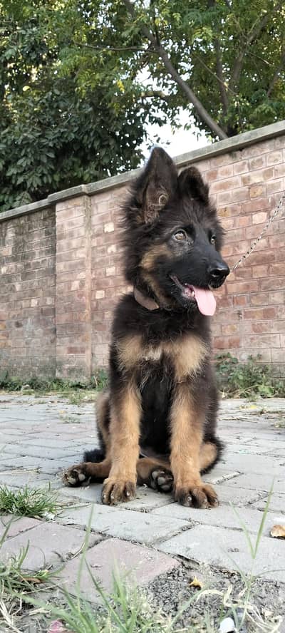 German Shepherd long coat female