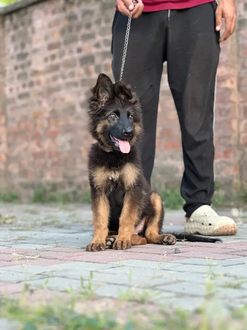 German Shepherd long coat female — photo 2