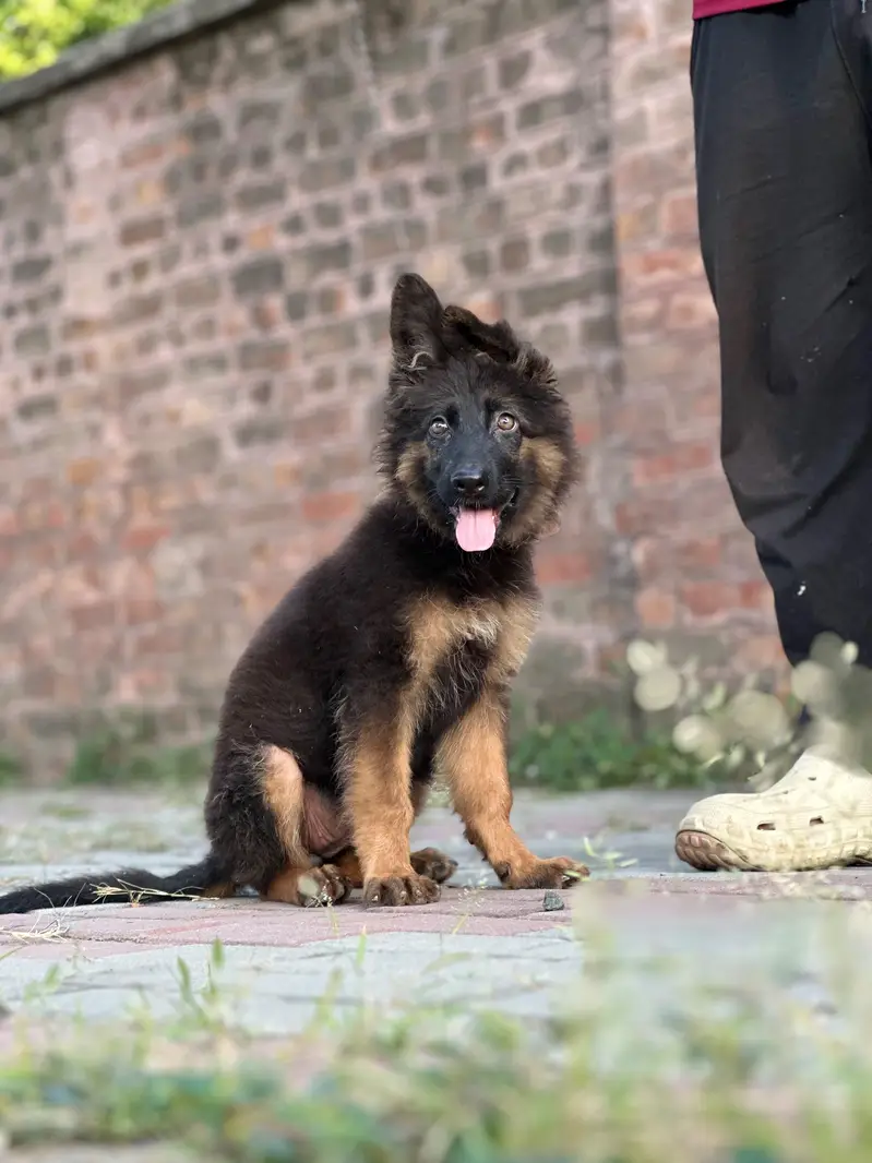 German Shepherd long coat female — photo 3