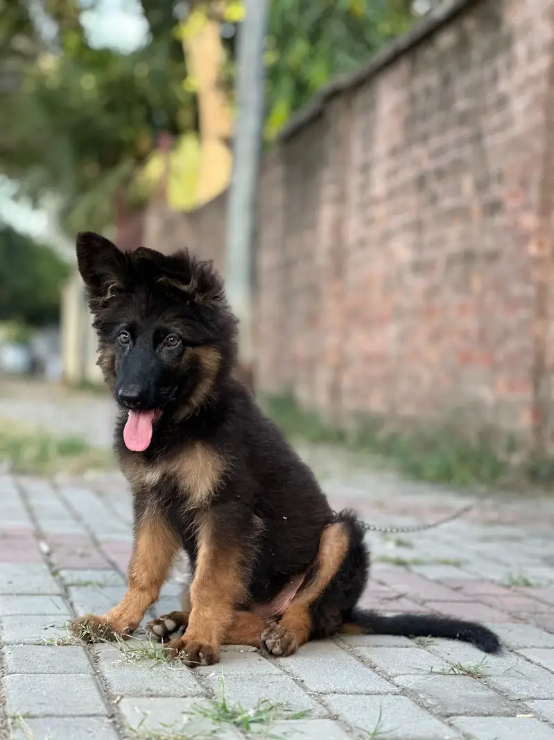 German Shepherd long coat female — photo 4
