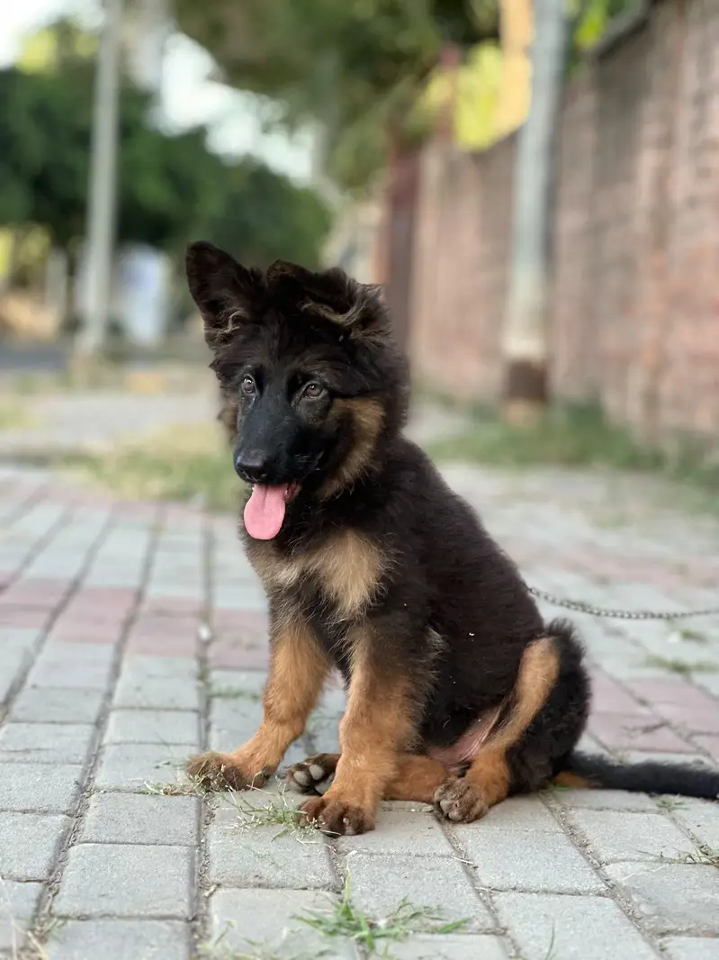 German Shepherd long coat female — photo 5