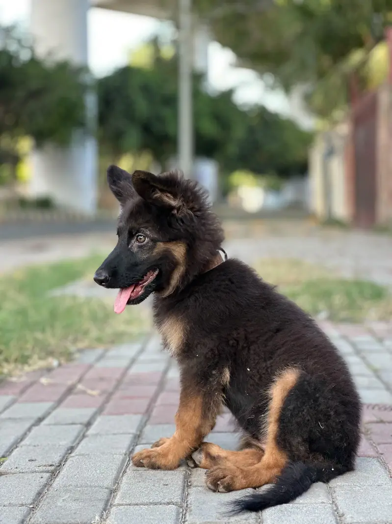 German Shepherd long coat female — photo 6