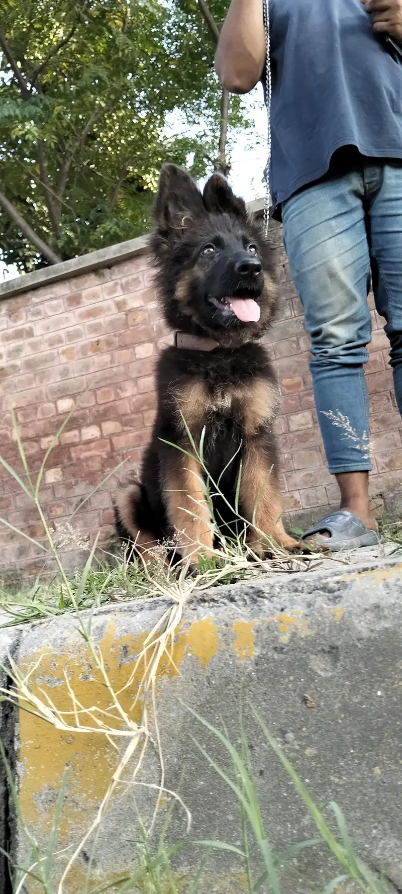 German Shepherd long coat female — photo 7