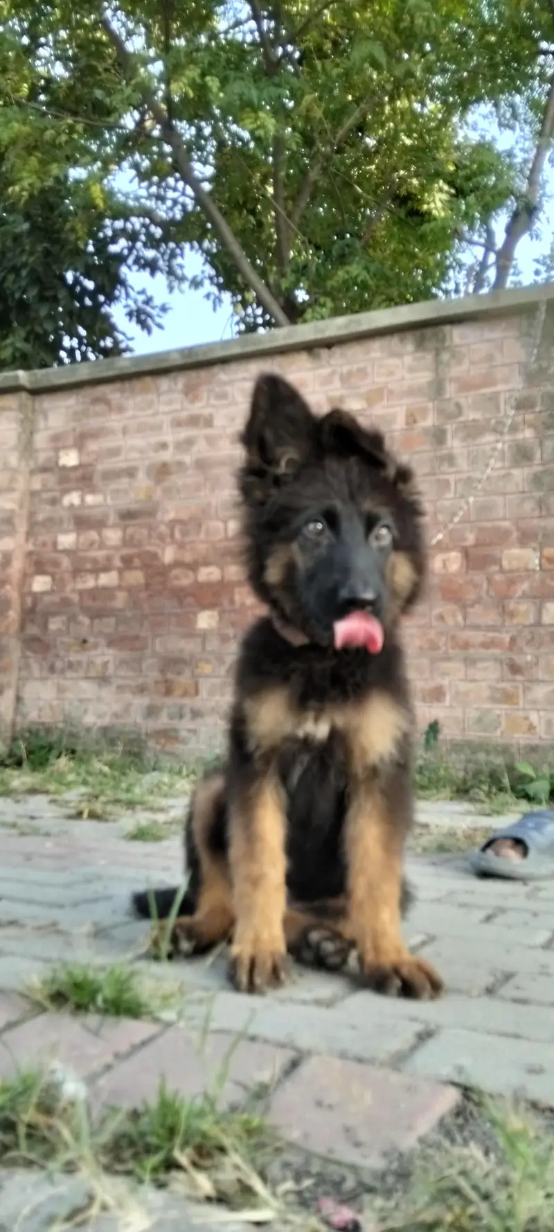 German Shepherd long coat female — photo 8