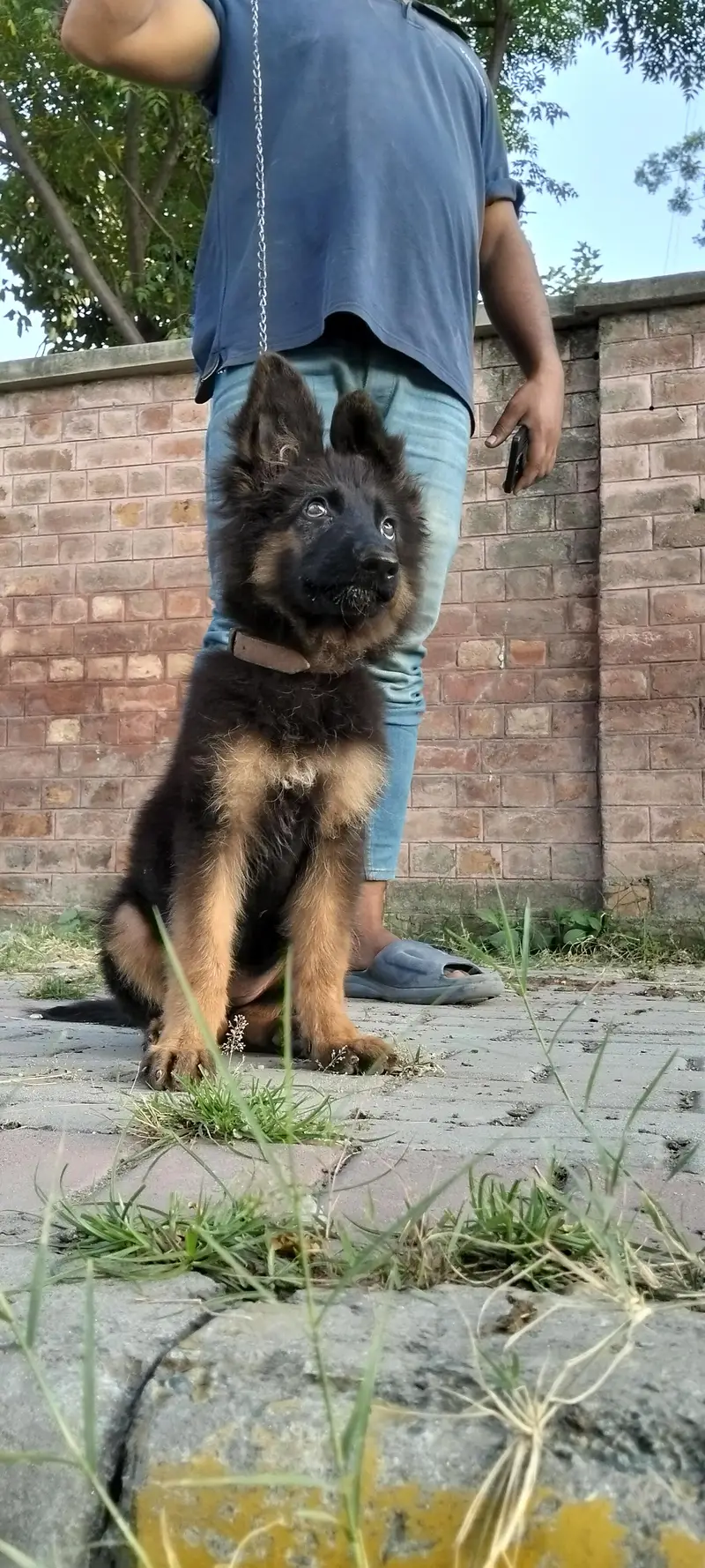 German Shepherd long coat female — photo 9
