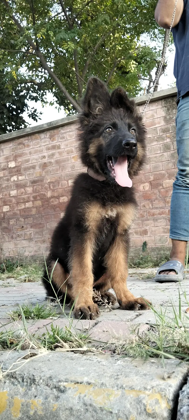 German Shepherd long coat female — photo 10