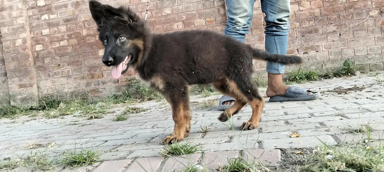 German Shepherd long coat female — photo 11