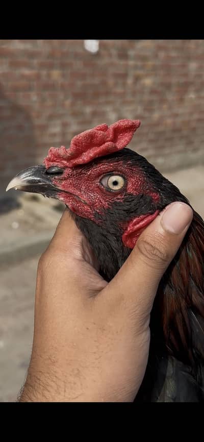 Indian aseel galwa