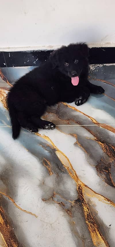 German shepherd import registered