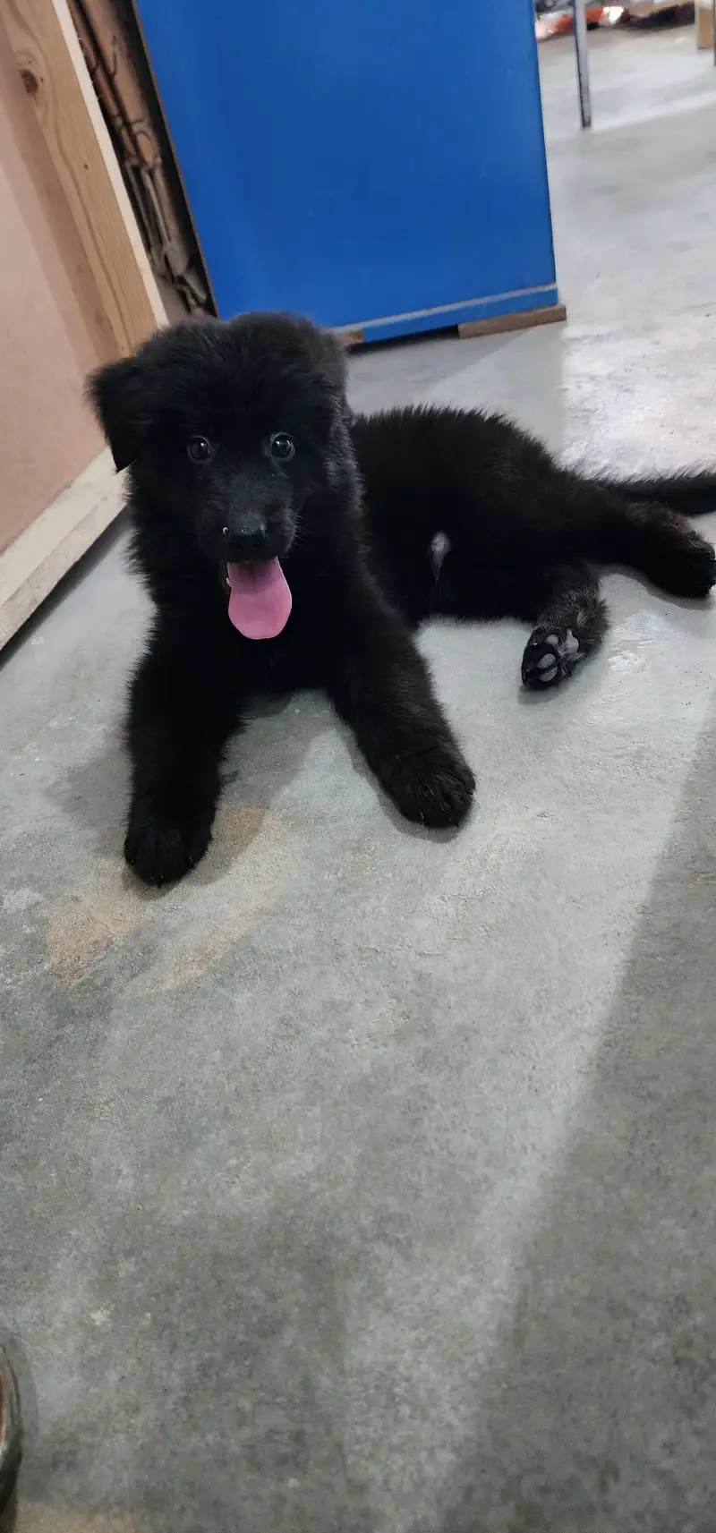 German shepherd import registered — photo 2