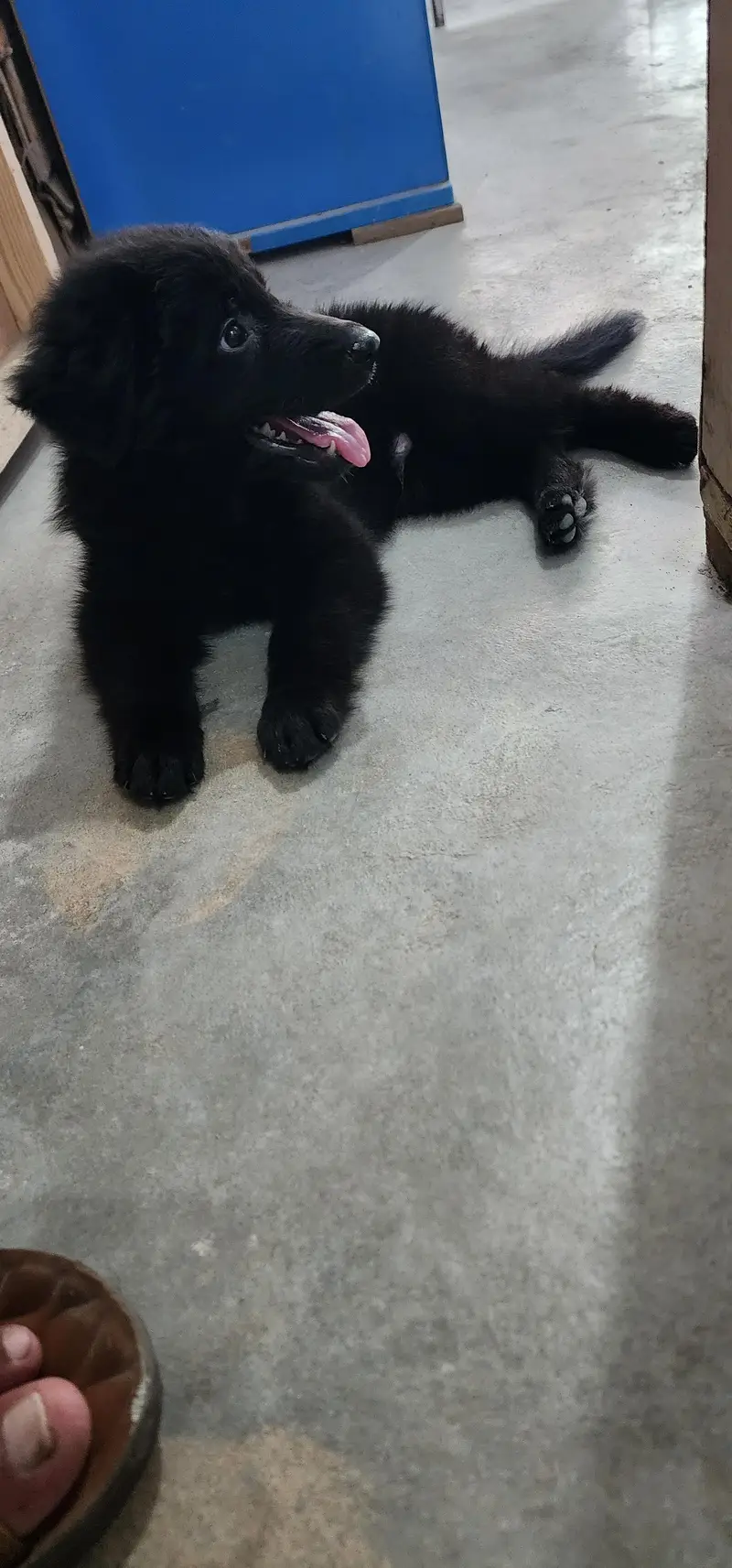 German shepherd import registered — photo 3