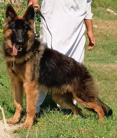 German Shepherd long coat imported bloodline