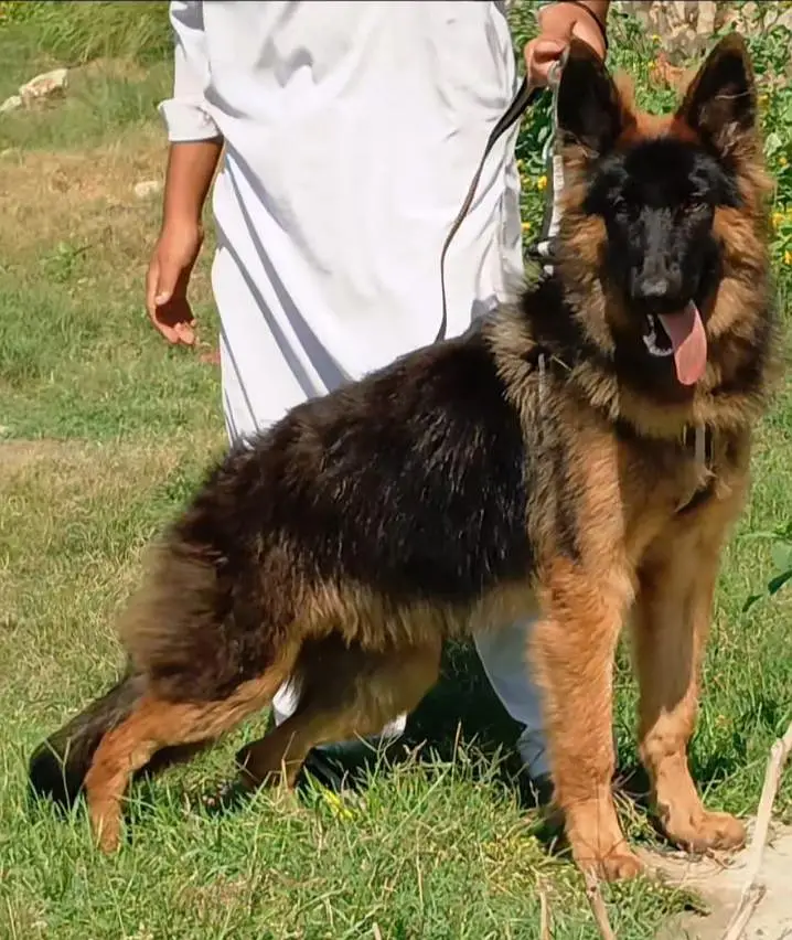German Shepherd long coat imported bloodline — photo 2