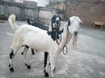 2 beetal bakray qurbani 2027