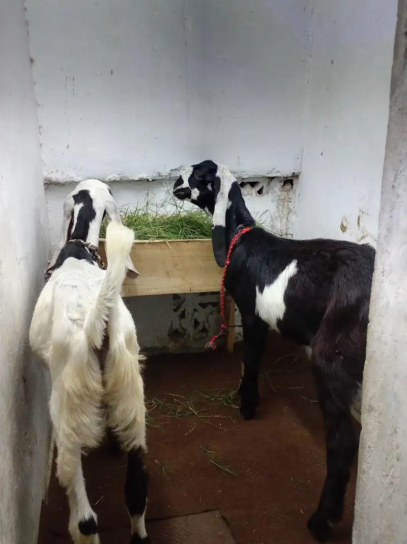 2 beetal bakray qurbani 2027 — photo 2