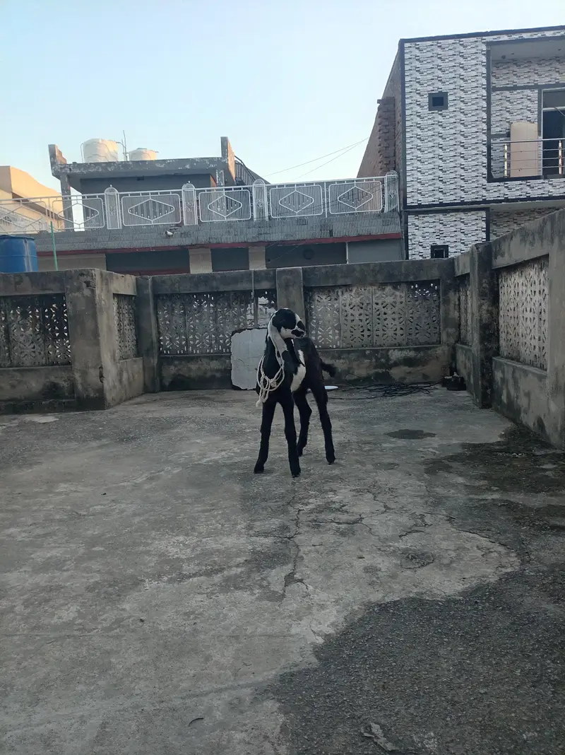 2 beetal bakray qurbani 2027 — photo 3