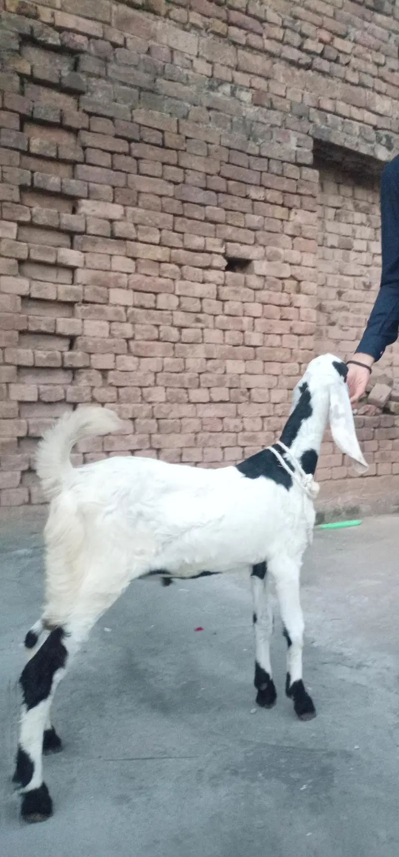 2 beetal bakray qurbani 2027 — photo 4