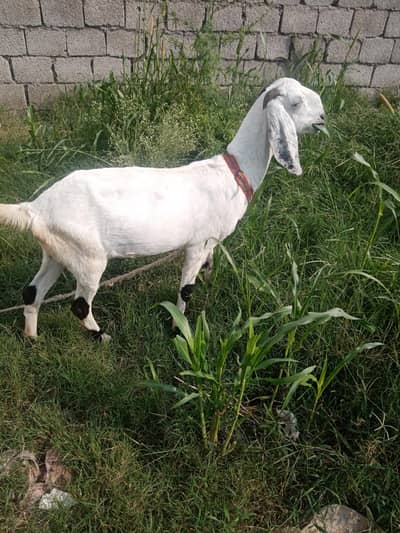 beetal bakri