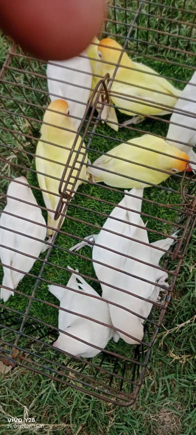 Albino red eyes creamino jumbo size