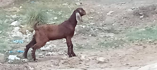 beautiful khira Bakra