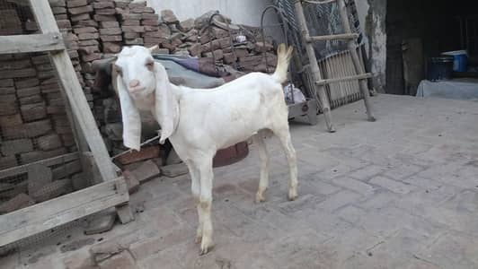 Pure Gulabi Bakra