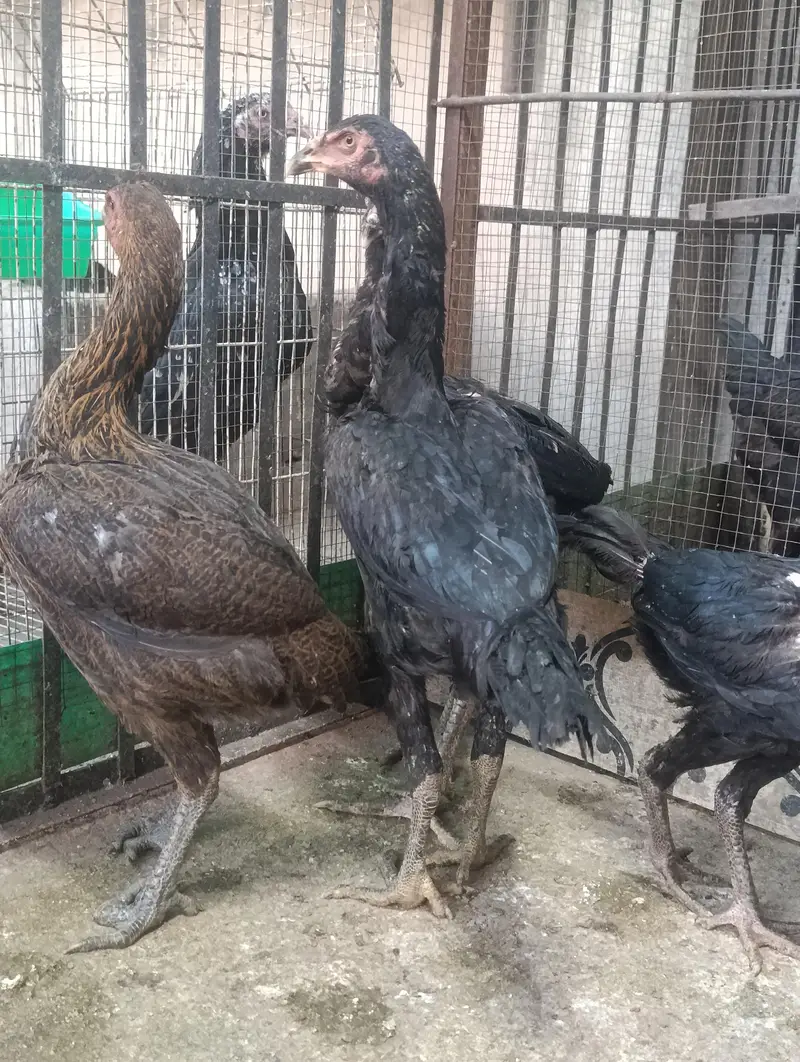 THAI ASEEL PHATHIA  IMPORTED — photo 2