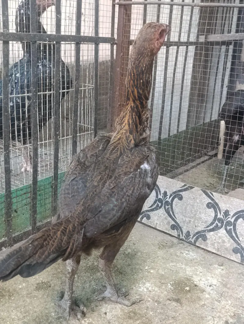 THAI ASEEL PHATHIA  IMPORTED — photo 3