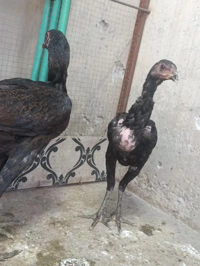 THAI ASEEL PHATHIA  IMPORTED — photo 4