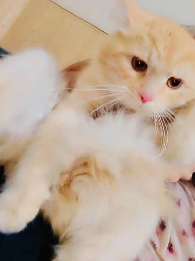 Persian cat For Sale