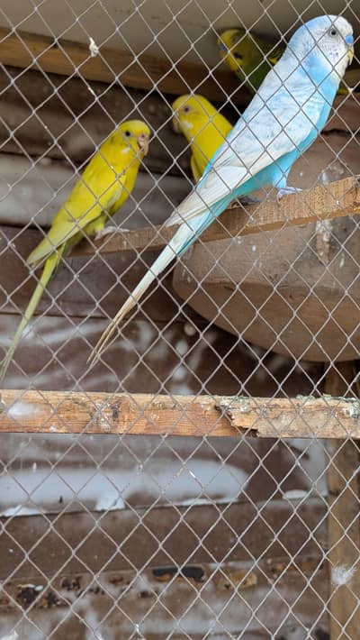 3 budgies 100% breeder pair