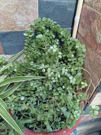 4 fully developed beautiful plants in large brick pattern pots