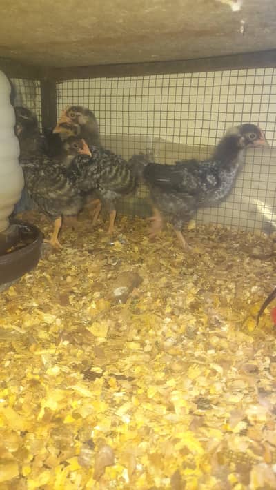 Plymouth Rock Chicks