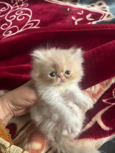 Peki Face Kittens