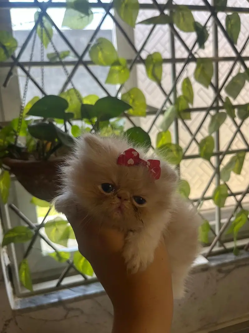 Peki Face Kittens — photo 2