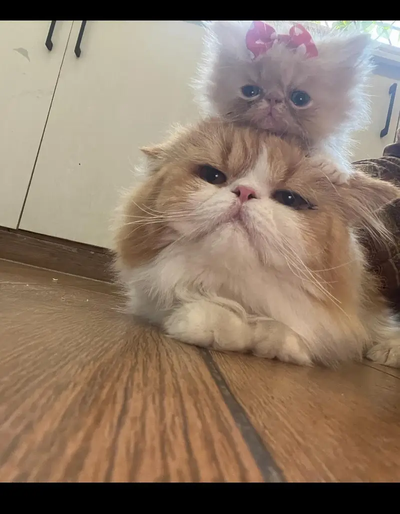 Peki Face Kittens — photo 3