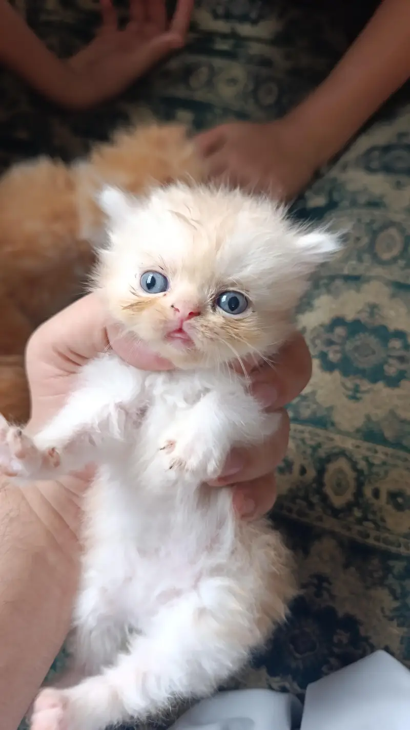 Peki Face Kittens — photo 4