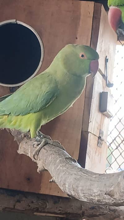 Green ringneck breeder pair