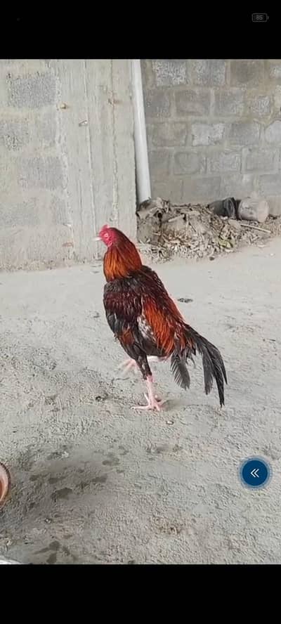 Aseel  male for sale 03103759121 whatsapp number