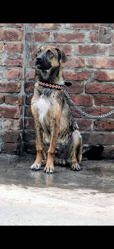Adult Afghan Kuchi × Labrador Cross Breed Dog