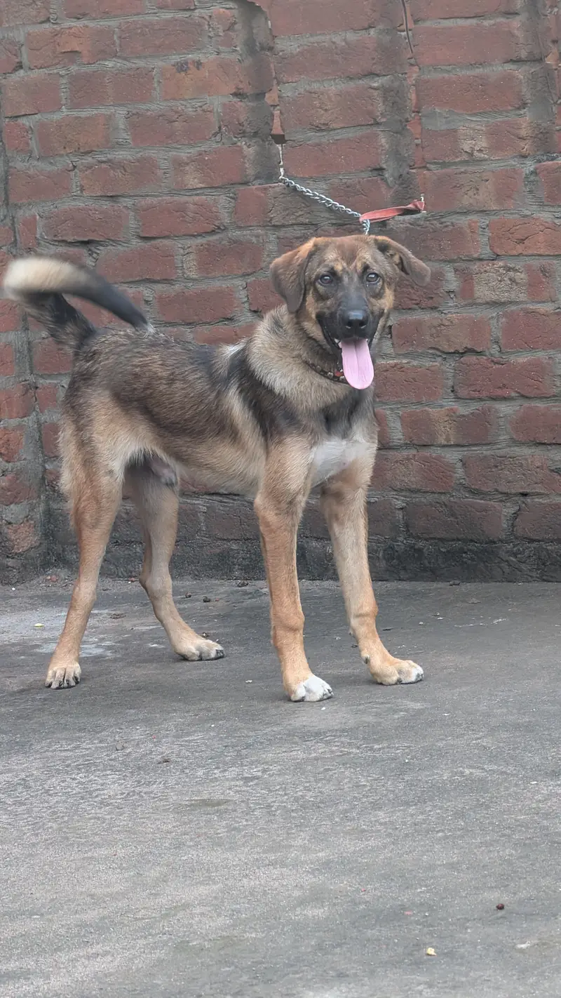 Adult Afghan Kuchi × Labrador Cross Breed Dog — photo 2