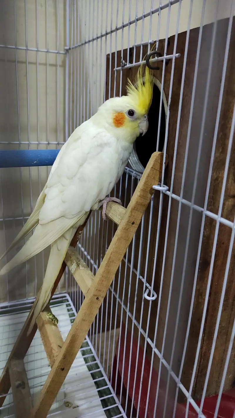 Very healthy cream Cocktiel pair/ New crown cage also available — photo 2