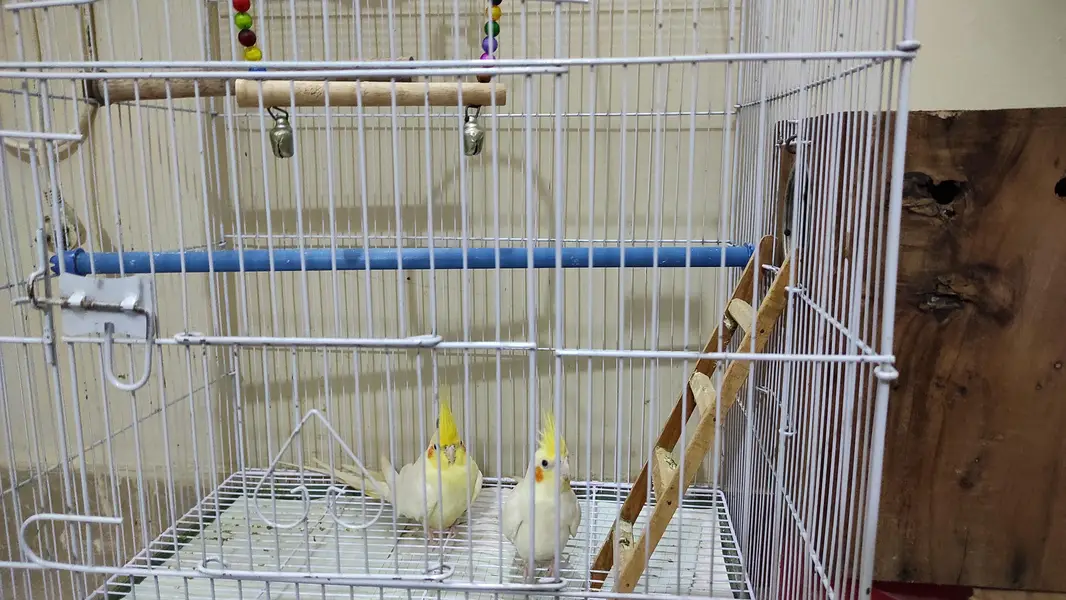 Very healthy cream Cocktiel pair/ New crown cage also available — photo 3