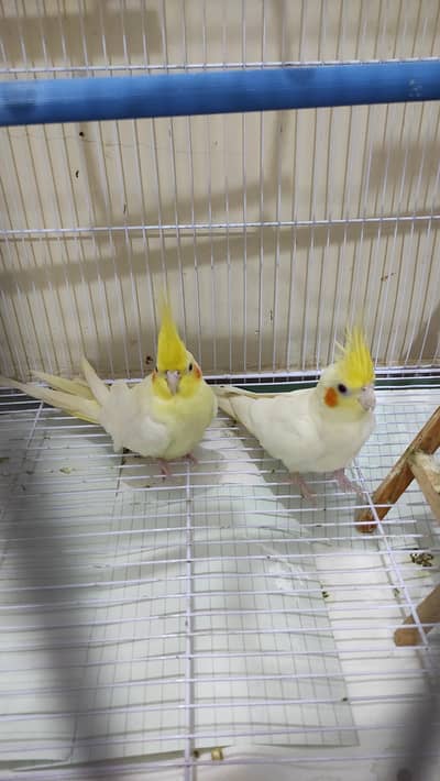 Very healthy cream Cocktiel pair
